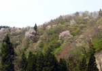 山桜.jpg