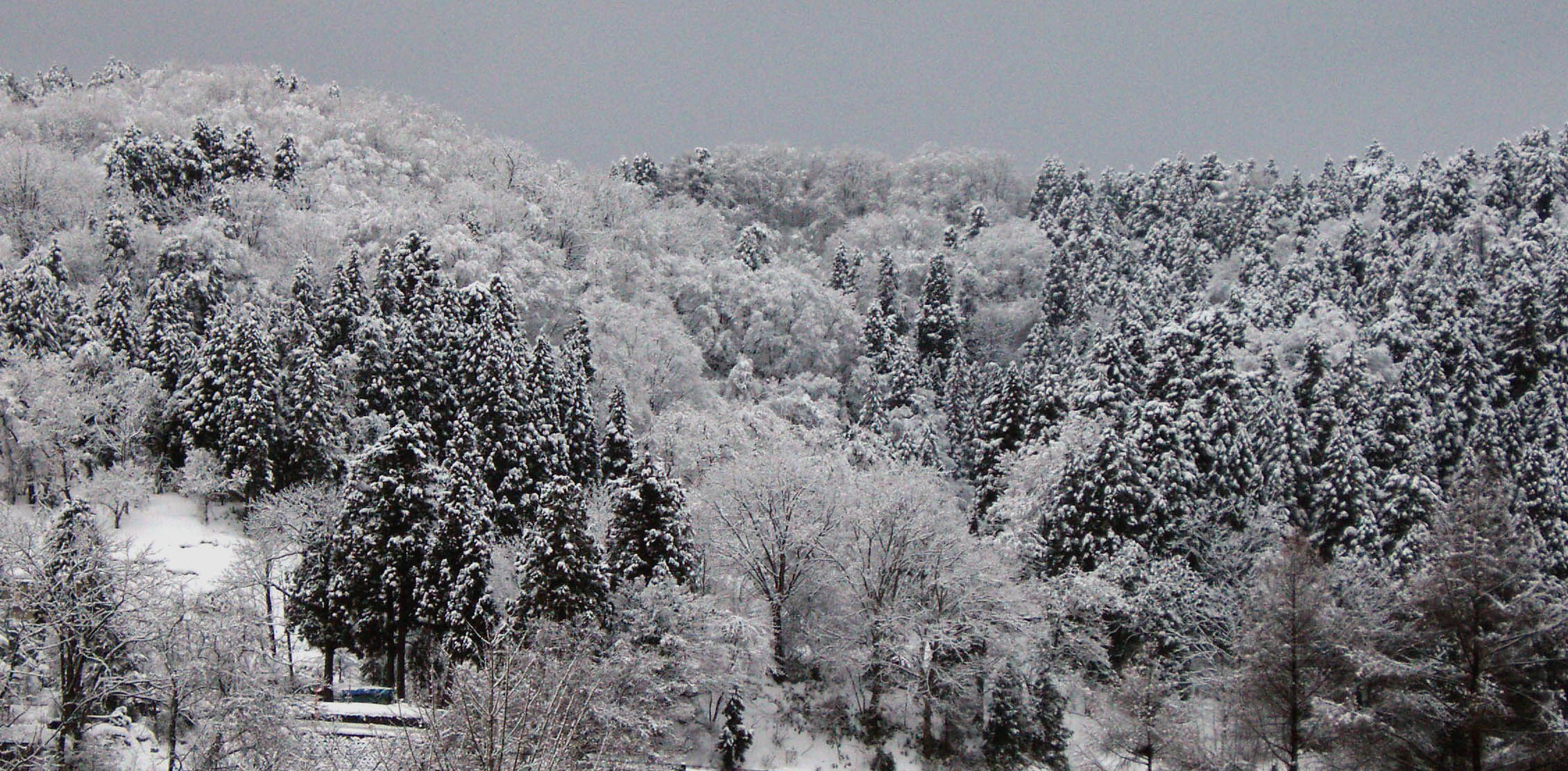 集落裏山の冬景色.jpg
